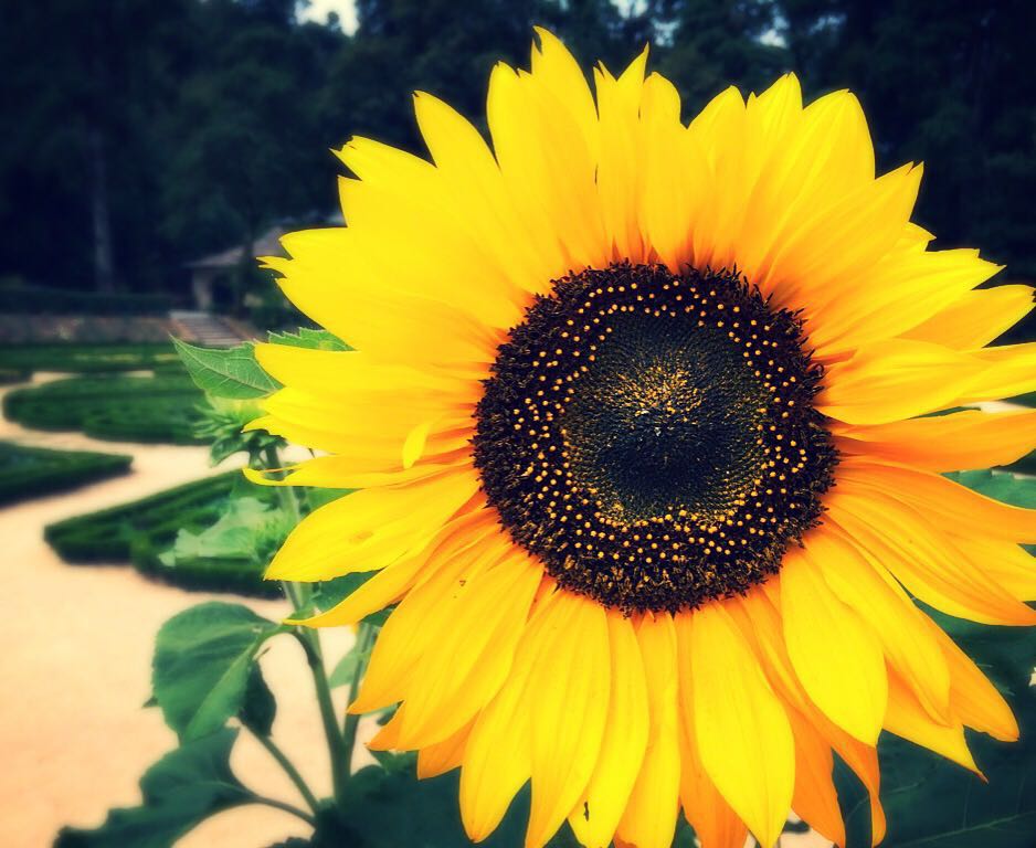 Sunflower_AV